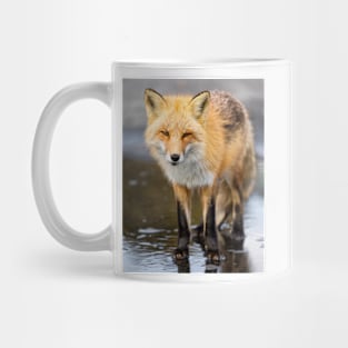 Red Fox Face to Face Mug